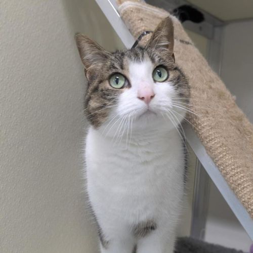 🎏 Trigger 7430 🎏 - Domestic Short Hair (DSH) Cat