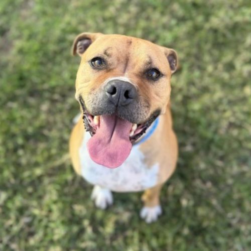 T.Bone imp 986 - American Staffordshire Terrier Dog