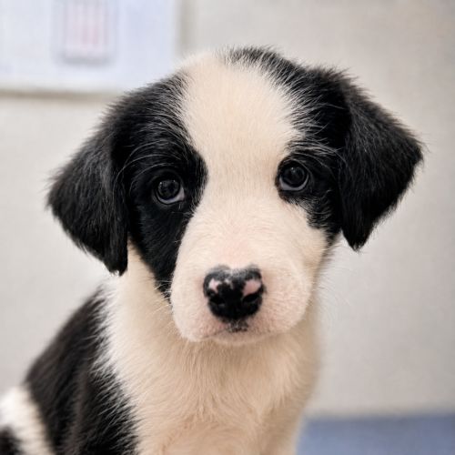 Broome - Irish Wolfhound x Border Collie Dog