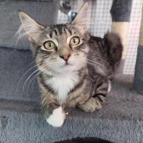 Vinnie ** 2nd Chance Cat Rescue ** - Domestic Medium Hair (DMH) Cat