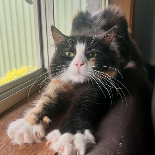 Sammi - Domestic Long Hair (DLH) Cat