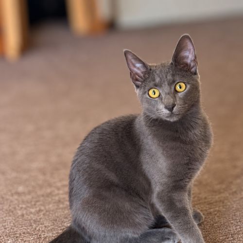 Tony - Domestic Short Hair (DSH) Cat