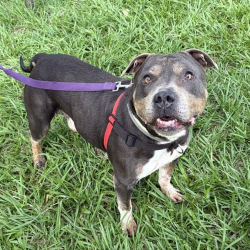 Herby - English Staffordshire Bull Terrier Dog