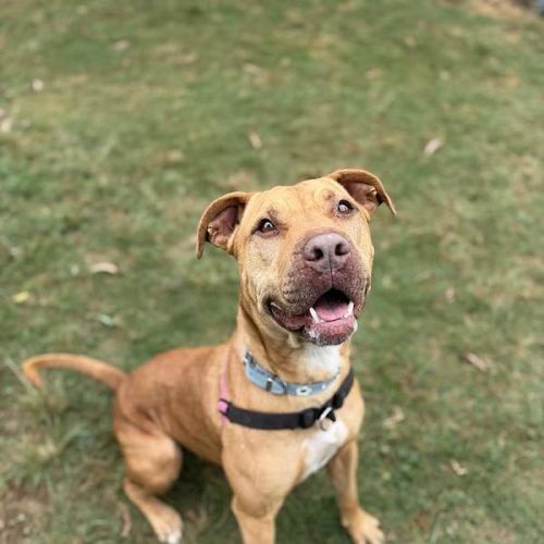 Rizzo - Rhodesian Ridgeback Dog