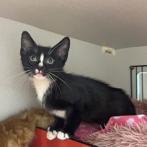 Billy - Domestic Short Hair Cat