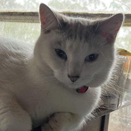 Axis - Domestic Short Hair (DSH) Cat