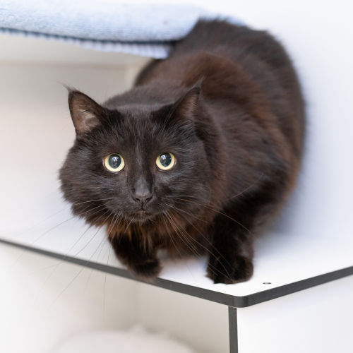 Midnight - Domestic Medium Hair Cat