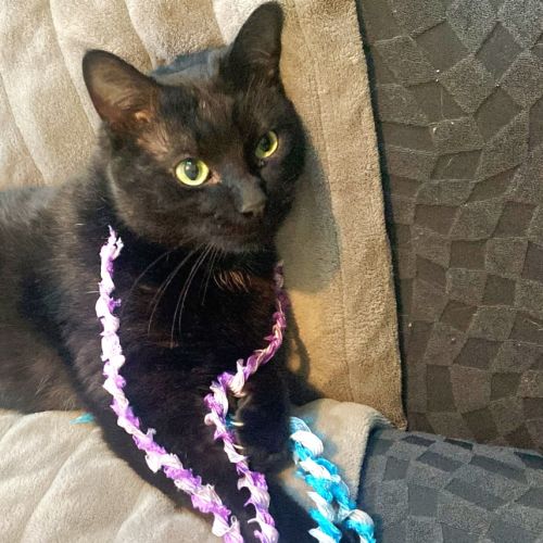 Deputy - Domestic Short Hair (DSH) Cat