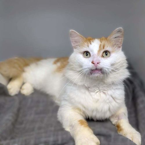 Samson - Domestic Medium Hair (DMH) Cat