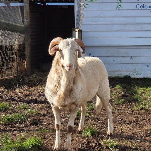 Jack -  Sheep