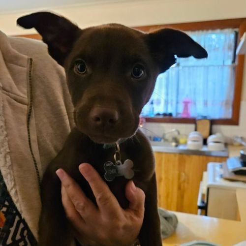 Oscar - Australian Kelpie Dog