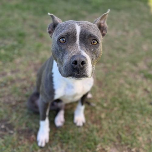 Zylah imp 1679 - American Staffordshire Terrier Dog