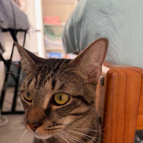 Chino - Domestic Short Hair (DSH) Cat