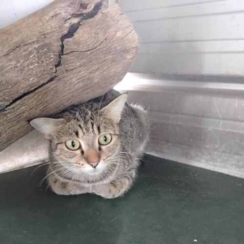 Minnie - Domestic Short Hair (DSH) Cat