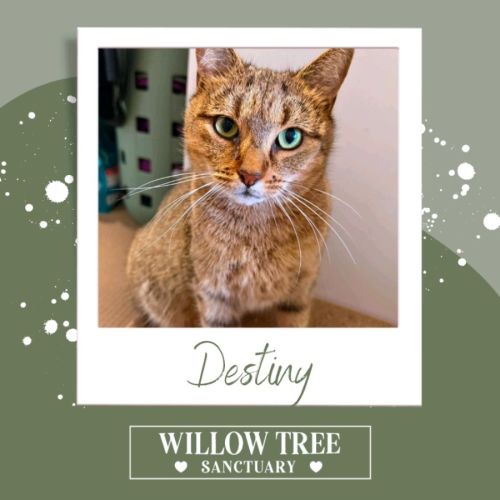 Destiny - Domestic Short Hair (DSH) Cat