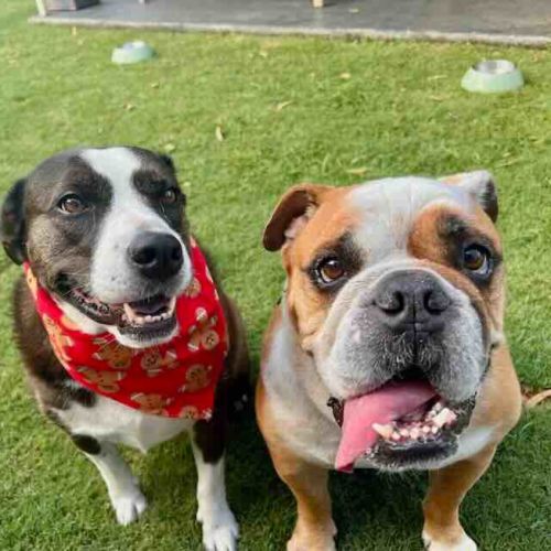 Iggy and Lou Lou - Australian Bulldog