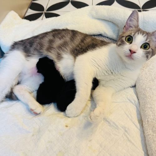 Pixie 🧚🏻 the Princess 👑  - Domestic Short Hair (DSH) Cat