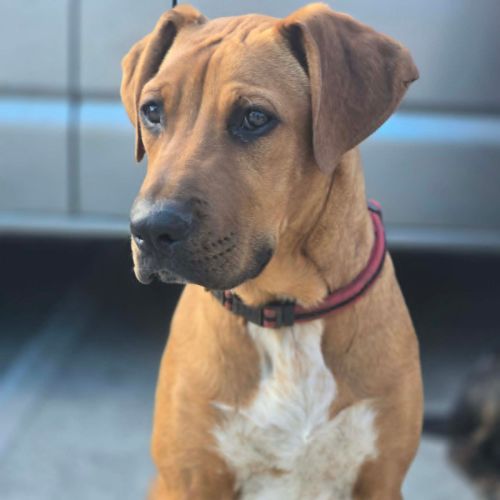 Kanji - Mixed breed Dog