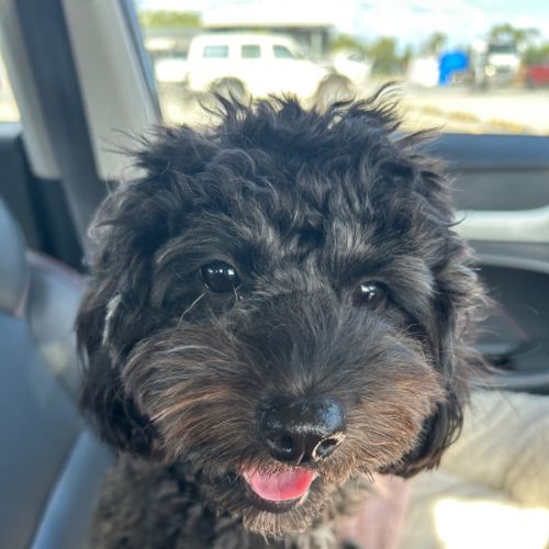 Luna - Cavalier King Charles Spaniel x Poodle (Toy) Dog