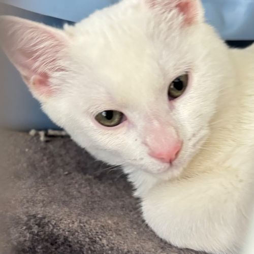 Pokey  - Domestic Short Hair (DSH) Cat