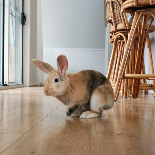 Mr Jinks - Harlequin Rabbit