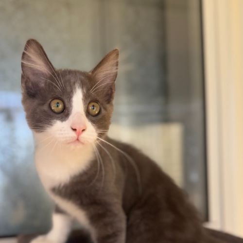 Princess Peach - Domestic Short Hair (DSH) Cat