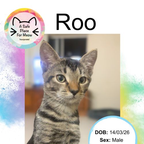 Roo - Domestic Short Hair (DSH) Cat