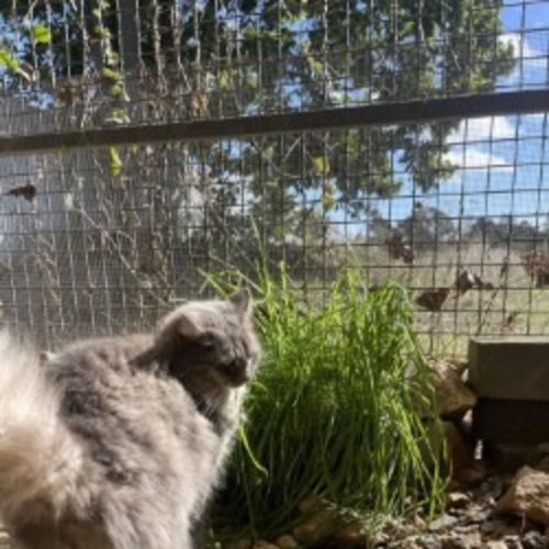 Lou Lou - Persian Cat