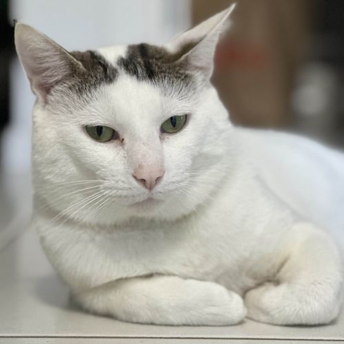 Percy - Domestic Short Hair (DSH) Cat