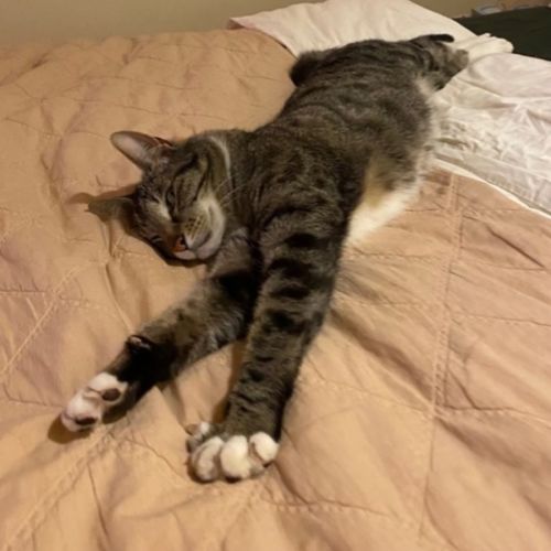 Henry - Domestic Short Hair (DSH) Cat