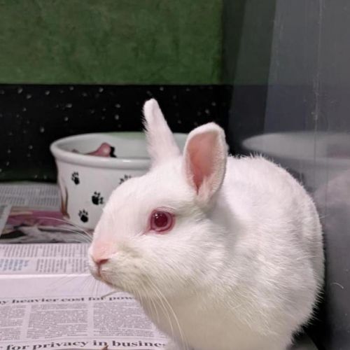 Pancake (bonded With Hashbrown) - Netherland Dwarf Rabbit