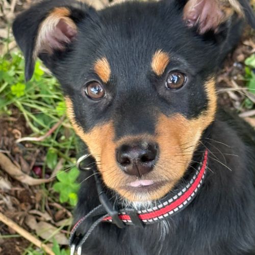 Essex - Australian Kelpie Dog