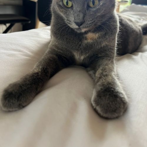 Autumn - Domestic Medium Hair (DMH) Cat