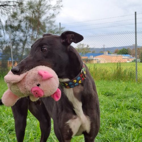 Tubs  - Greyhound Dog