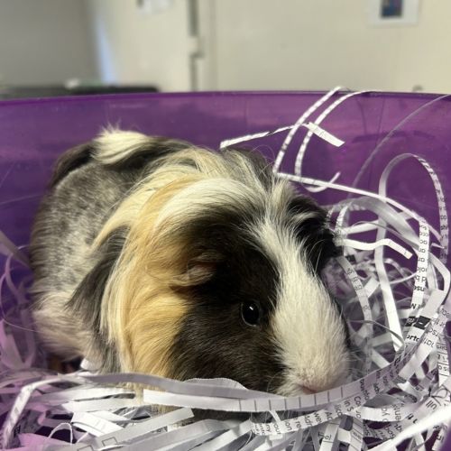 Dolores  - Smooth Hair Guinea Pig