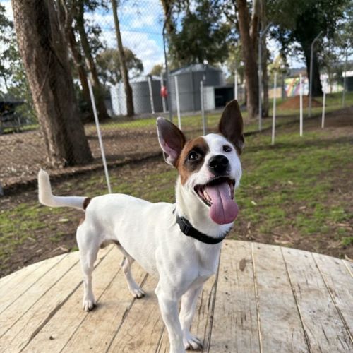 Ronan - Jack Russell Terrier x Dachshund Dog