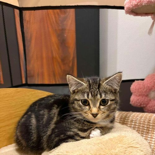 Suki - Domestic Short Hair (DSH) Cat