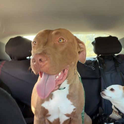 Bam Bam - American Staffordshire Terrier Dog