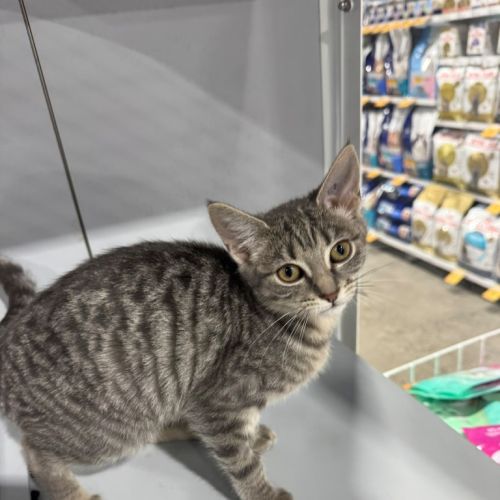 Crisp - Domestic Short Hair (DSH) Cat