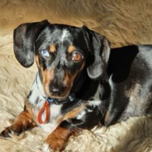 Mischa - Dachshund (Miniature) Dog