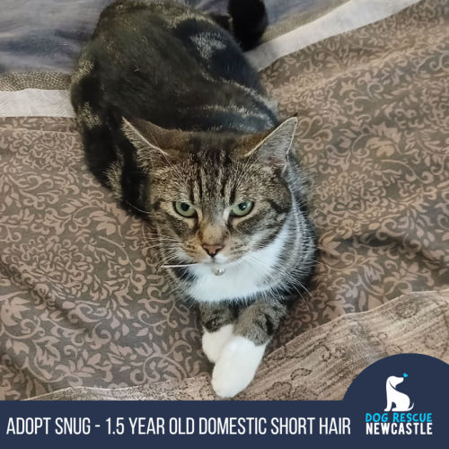 Snug - 1.5 Year Old Domestic Short Hair - Domestic Short Hair (DSH) Cat