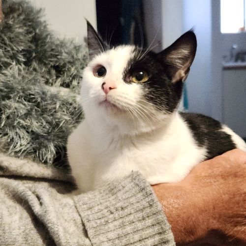 Blossom - Domestic Short Hair (DSH) Cat
