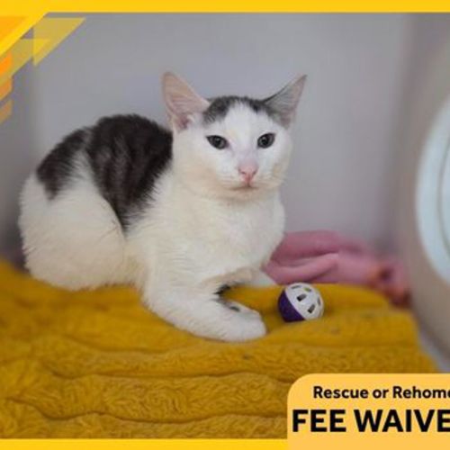 Emmett  - Domestic Short Hair Cat