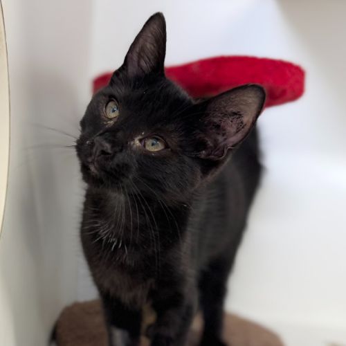 Spyder  - Domestic Short Hair (DSH) Cat