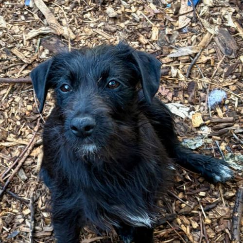 Flora - Mixed breed Dog