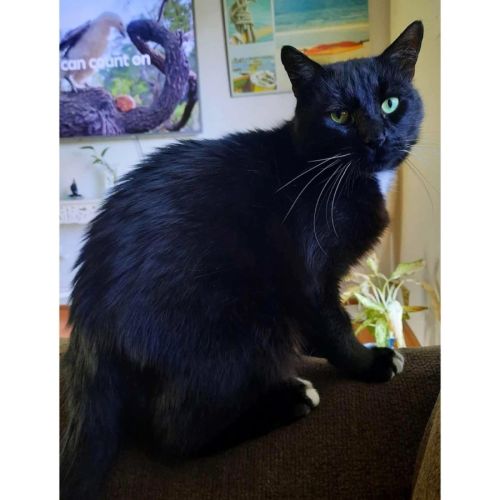 11527 - Wally - Domestic Short Hair (DSH) Cat