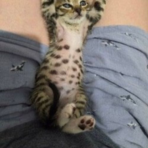 Smidge - Domestic Short Hair (DSH) Cat