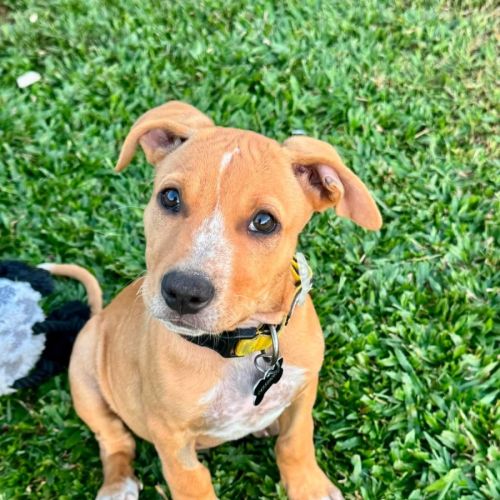 Axel - Bull Arab x Mixed breed Dog