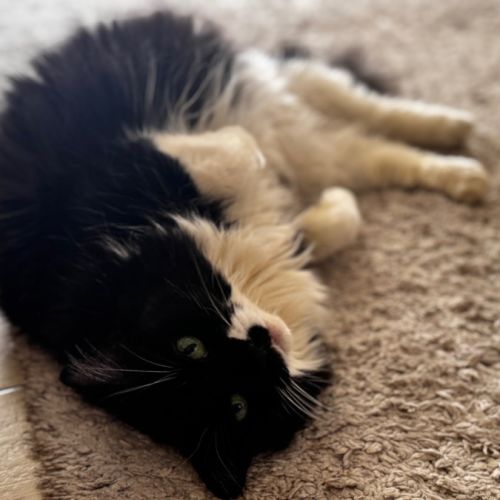 Lily Silvanus - Domestic Medium Hair (DMH) Cat