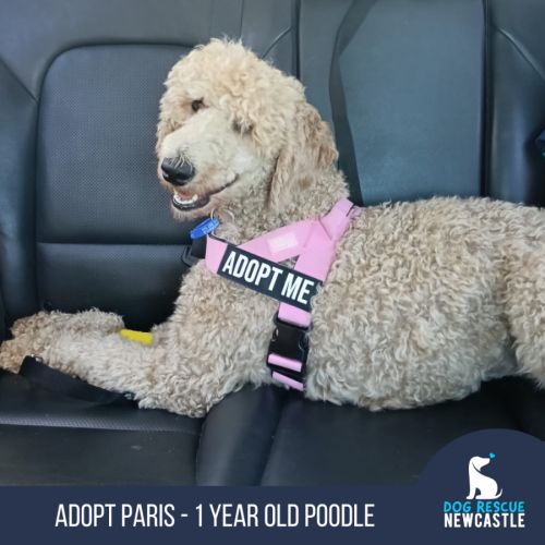 Paris - 1 Year Old Poodle - Poodle (Standard) Dog